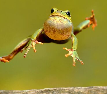 green frog leaping through the air