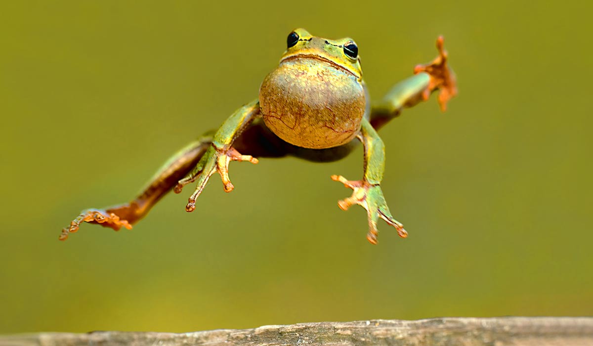 green frog leaping through the air